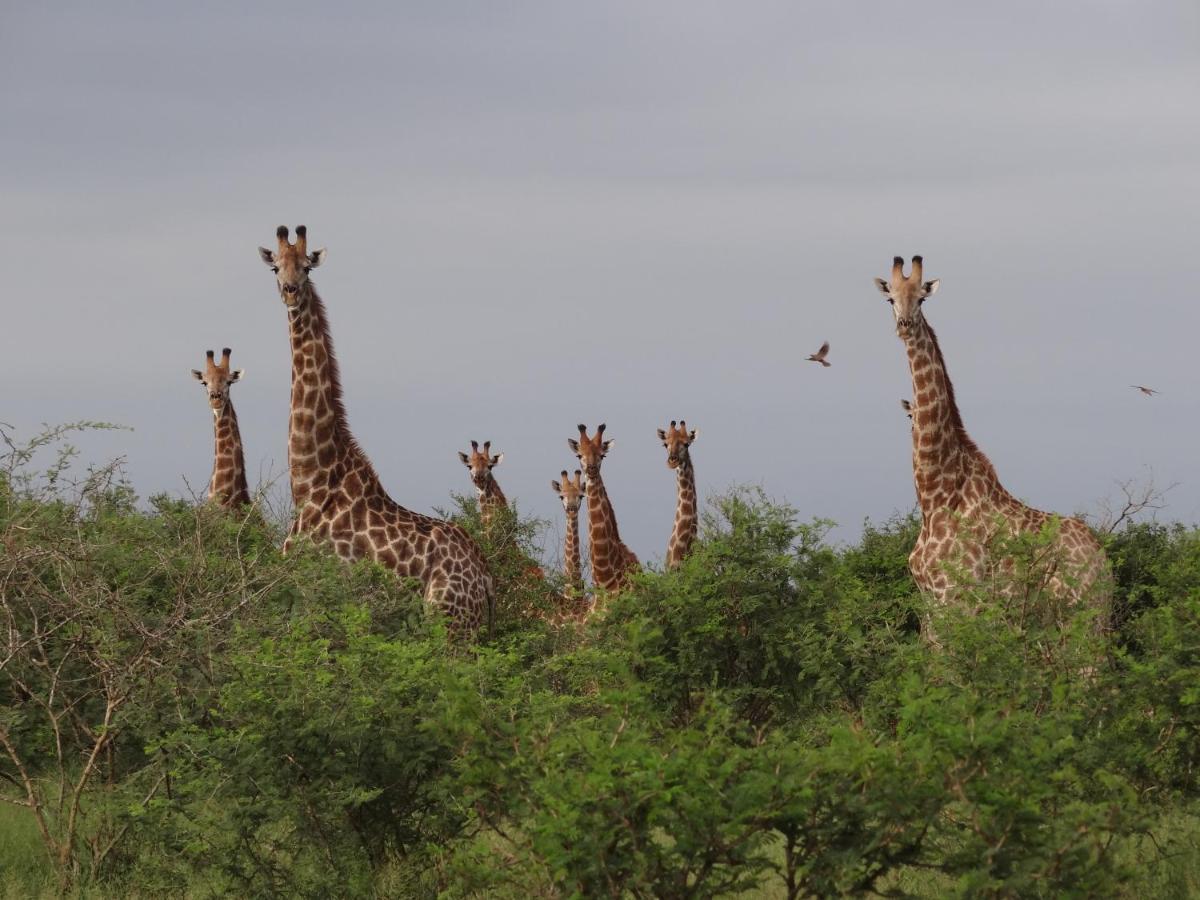 Вилла Giraffe Plains Марлот-Парк Экстерьер фото